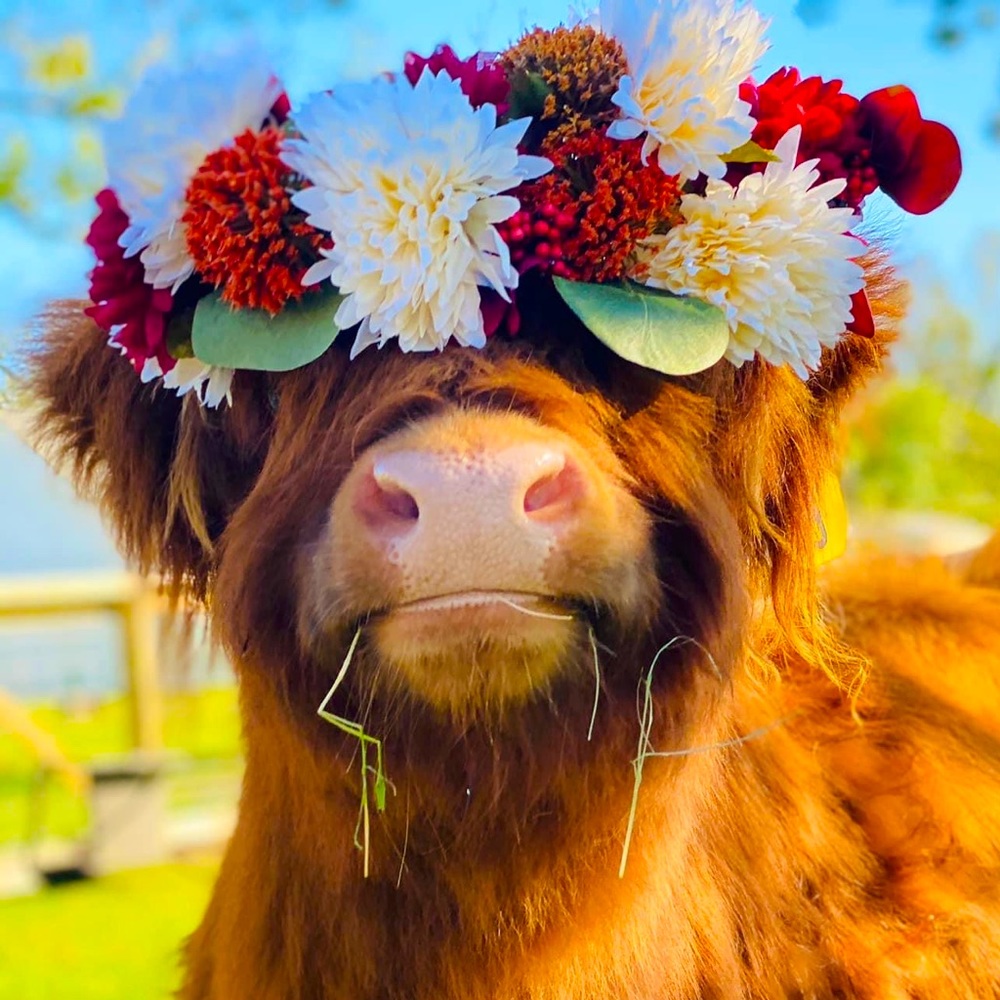 Meet your Posher, Isabella